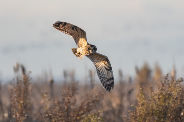 Short-eared Owl Print