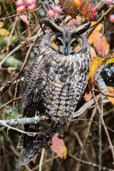 Long-eared Owl Print
