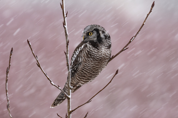 Northern Hawk Owl Print