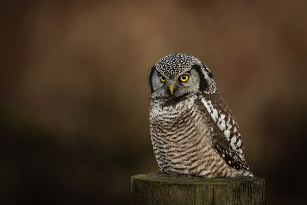 Northern Hawk Owl Print