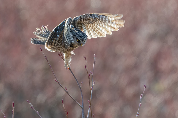 Northern Hawk Owl Print