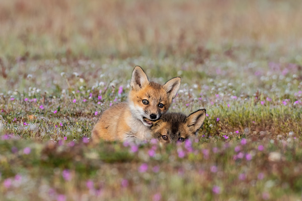 Red Fox Kits Print