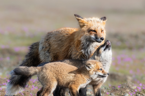 Red Fox with Kits Print