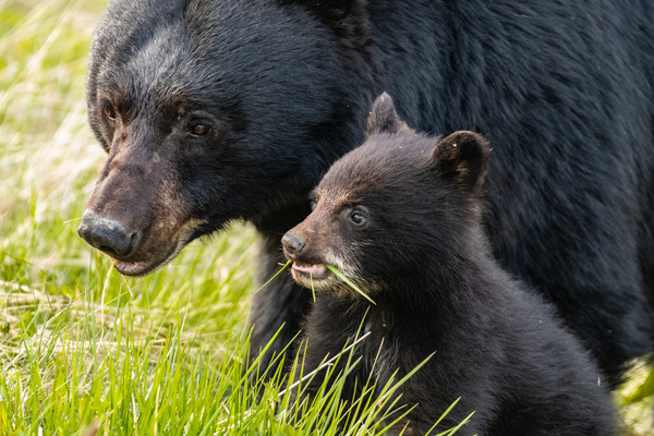 Black Bear Sow with Cub Print