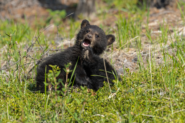 Black Bear Cubs Print