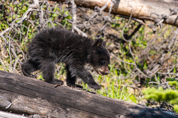 Black Bear Cub Print
