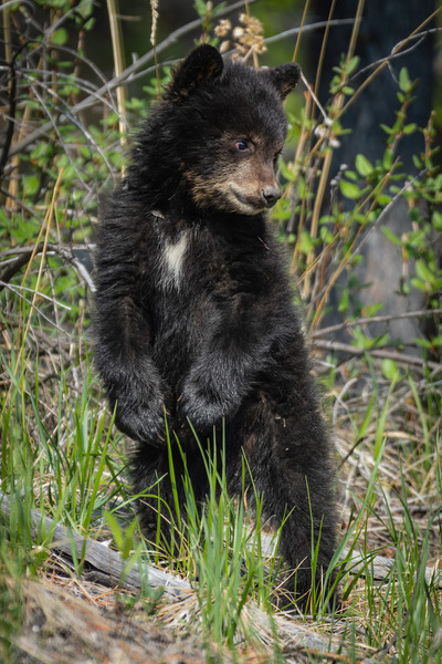 Black Bear Cub Print
