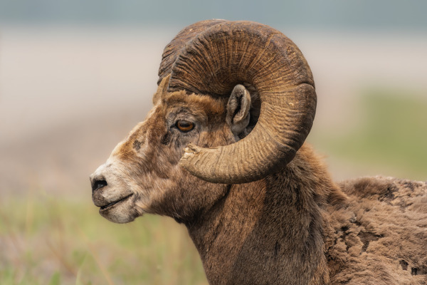 Bighorn Ram Print