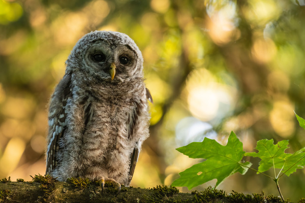 Barred Owl Print