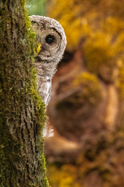 Barred Owlet Print