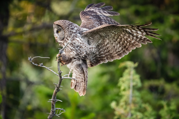 Great Gray Owl Print