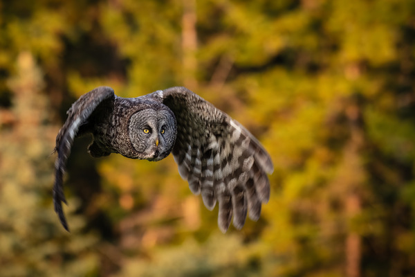 Great Gray Owl Print