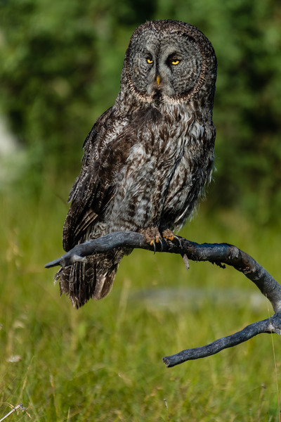 Great Gray Owl Print