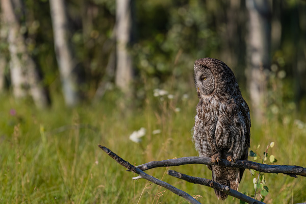 Great Gray Owl Print