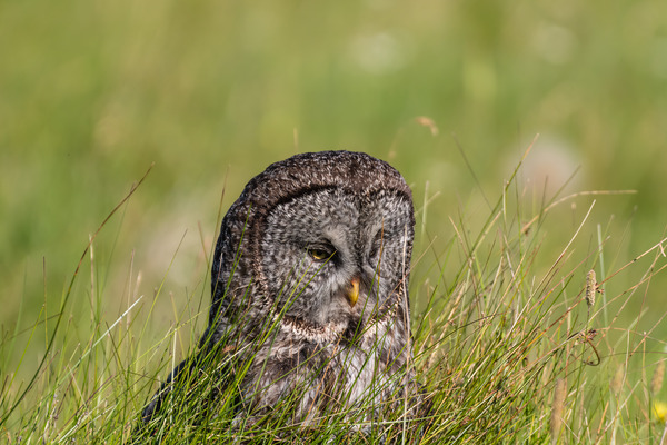 Great Gray Owl Print