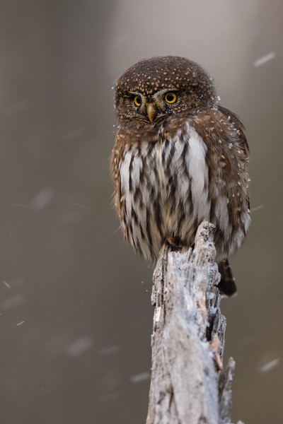 Northern Pygmy Owl Print