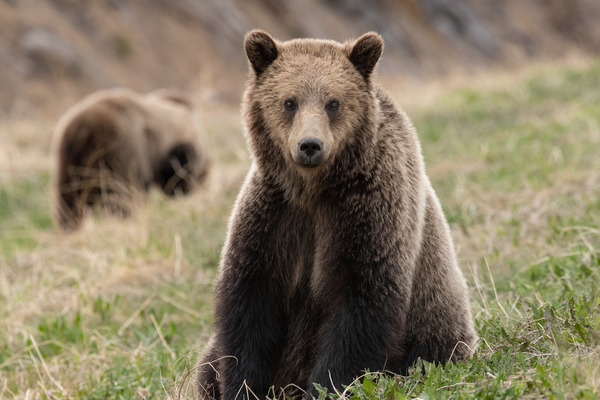 Grizzly Siblings Print