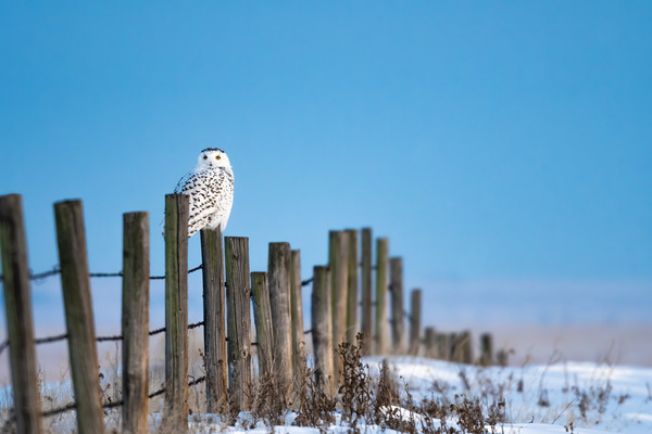 Snowy Owl Print
