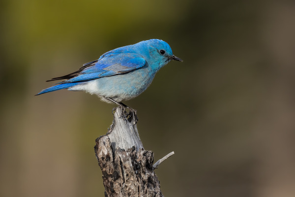 Male Mountain Bluebird Print