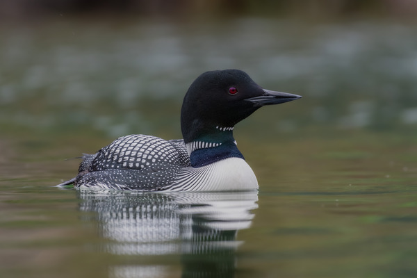 Common Loon Print
