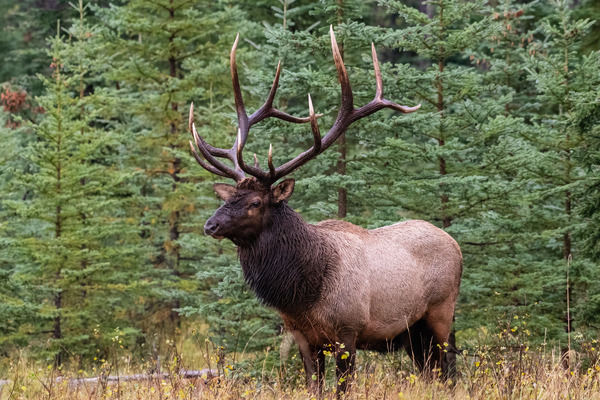 Bull Elk Print