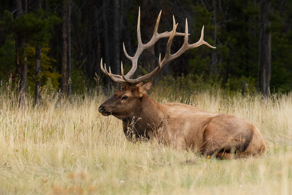 Bull Elk Print