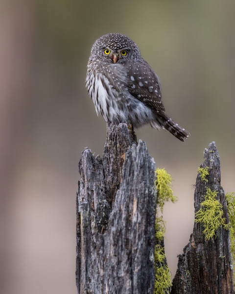 Northern Pygmy Owl Print