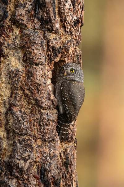 Northern Pygmy Owl Print
