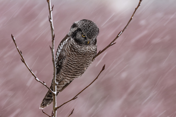 Northern Hawk Owl Print