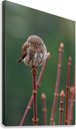 Northern Pygmy Owl Canvas Print