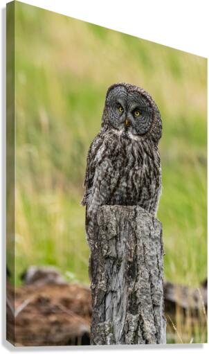 Great Gray Owl Canvas Print