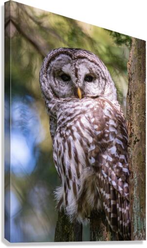Barred Owl Canvas Print