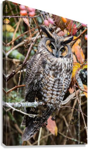 Long-eared Owl Canvas Print