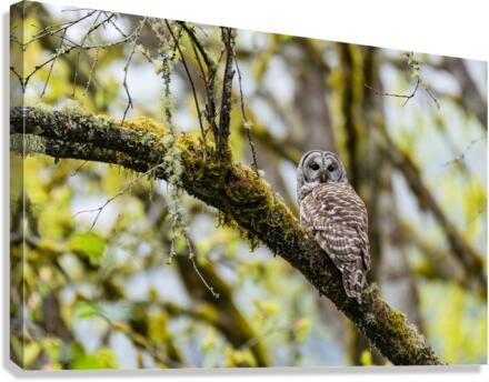 Barred Owl Canvas Print