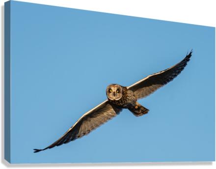 Short-eared Owl Canvas Print