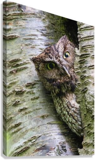 Western Screech Owl Canvas Print