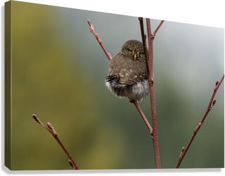 Northern Pygmy Owl Canvas Print