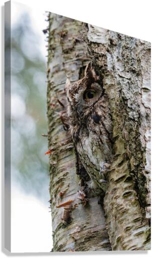 Western Screech Owl Canvas Print