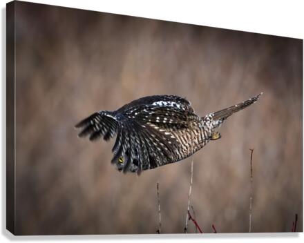 Northern Hawk Owl Canvas Print