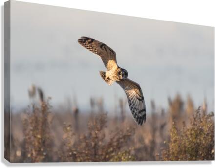 Short-eared Owl Canvas Print
