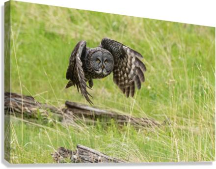 Great Gray Owl Canvas Print