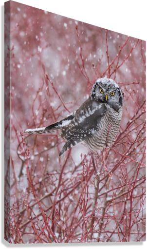 Northern Hawk Owl Canvas Print
