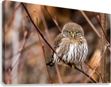 Northern Pygmy Owl Canvas Print