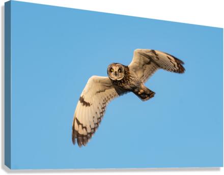 Short-eared Owl Canvas Print