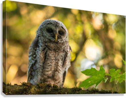 Barred Owl Canvas Print