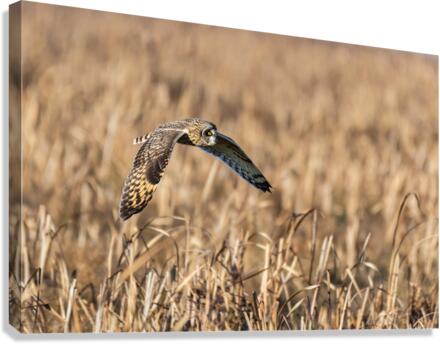 Short-eared Owl Canvas Print