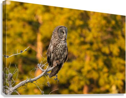 Great Gray Owl Canvas Print