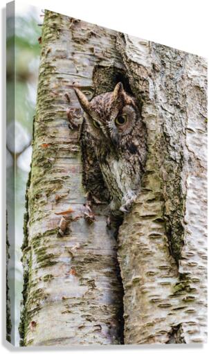 Western Screech Owl Canvas Print