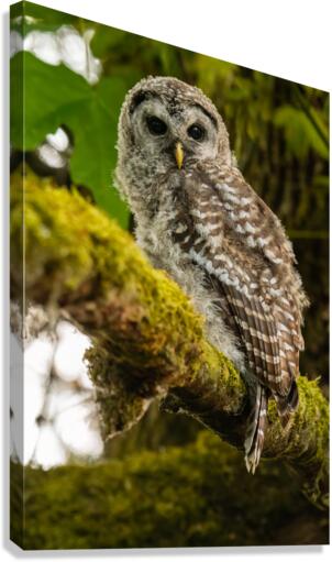 Barred Owlet Canvas Print