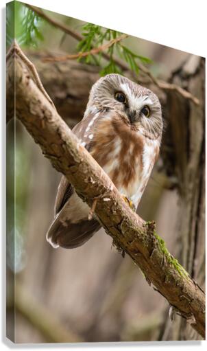 Northern Saw-Whet Owl Canvas Print